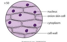 onioncell.jpg