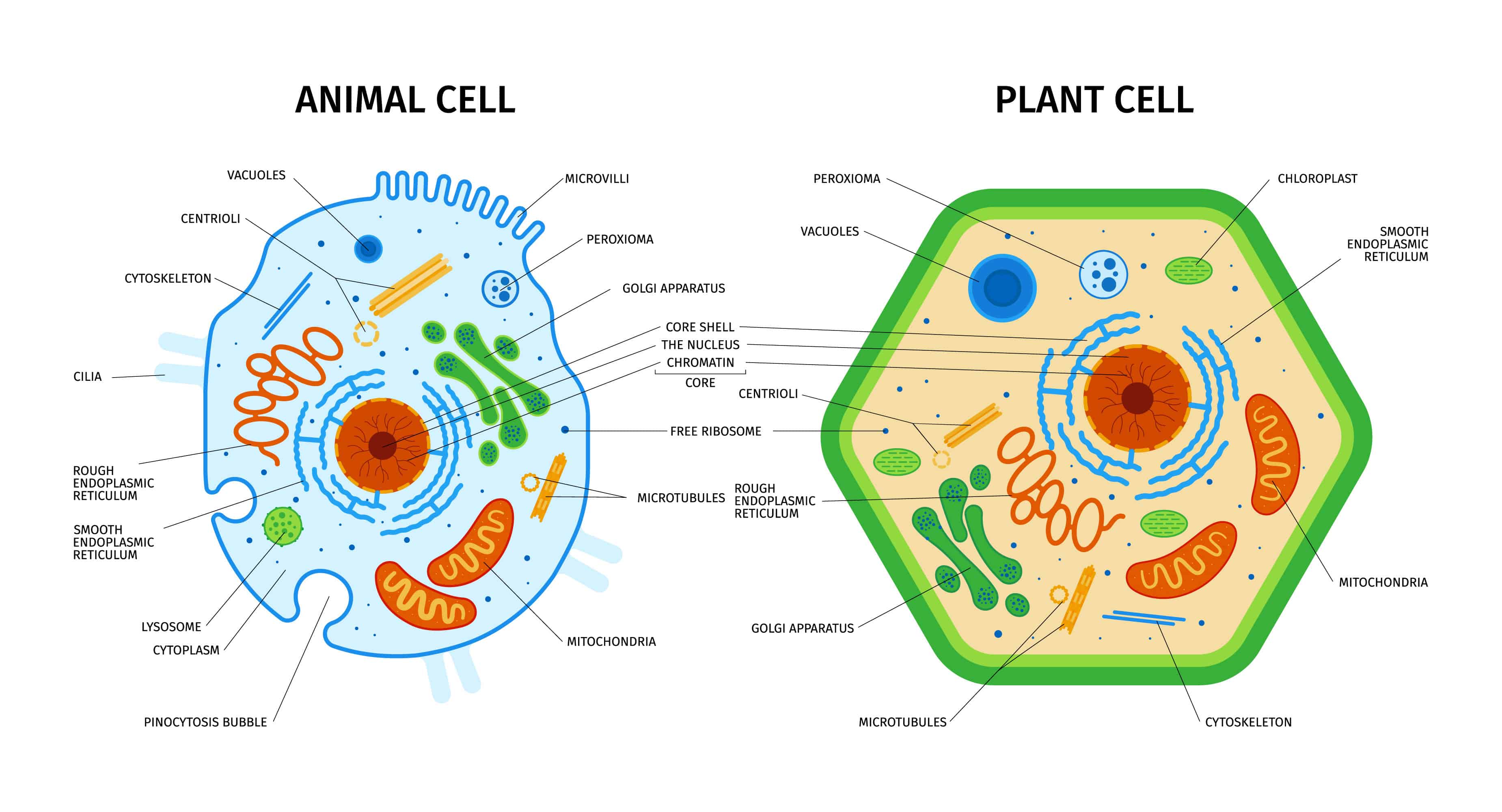 plantandanimalcellparts.jpg