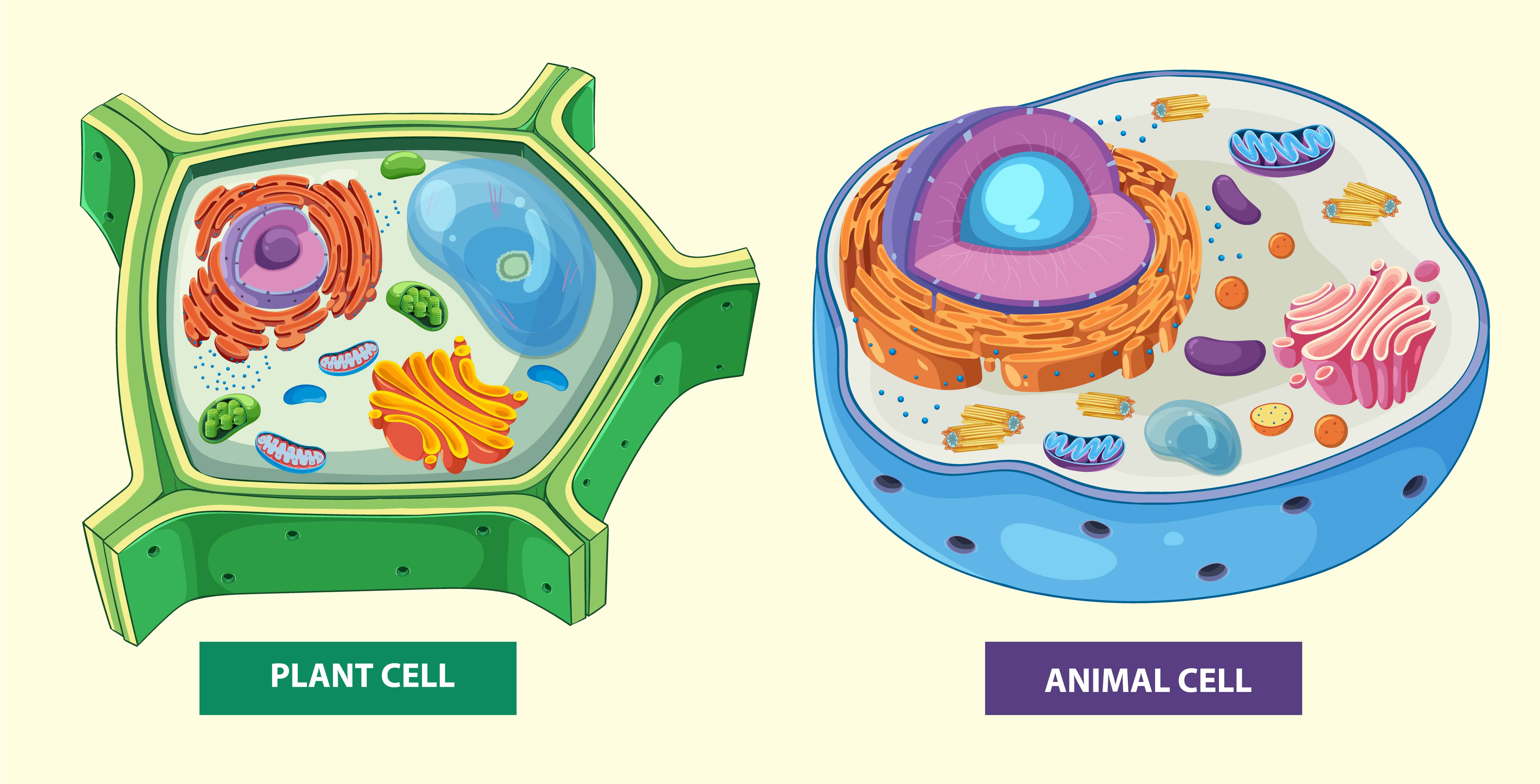 plantandanimalcellpartsnolabel.jpg