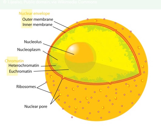 partsofthenucleus.jpg