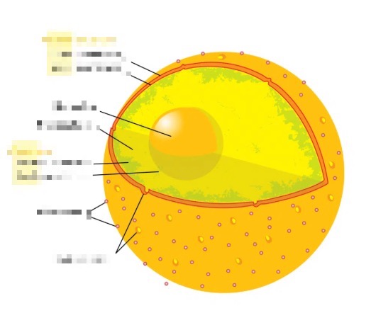 partofnucleusnolabel.jpg
