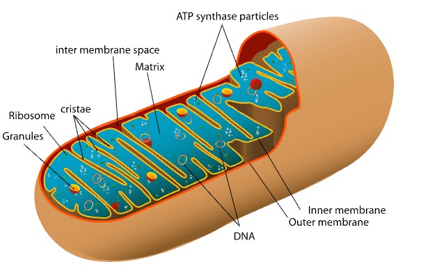 mitochondria.jpg