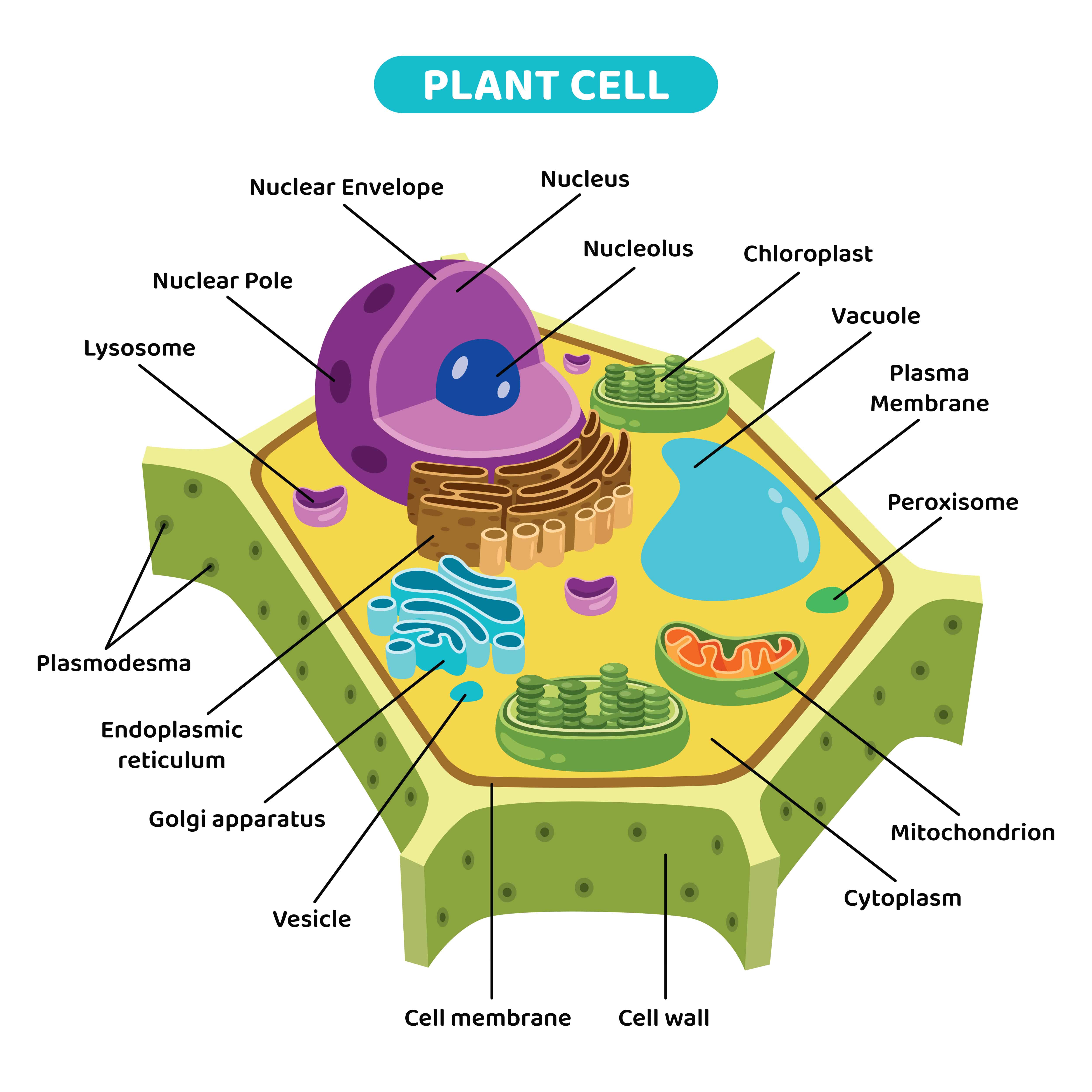 plantcellstructure.jpg