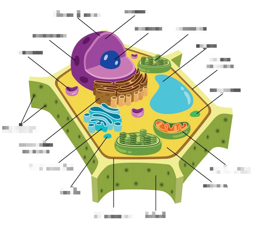 plantcellstructurenolabel.jpg