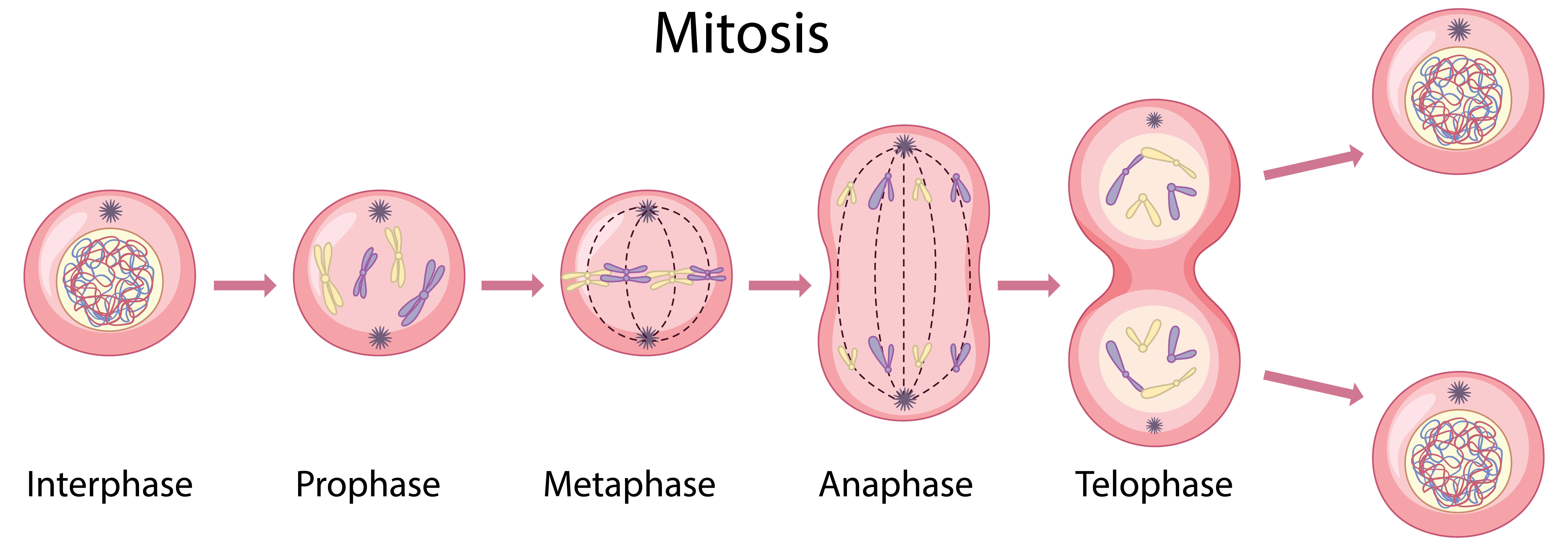 mitosisstages.jpg