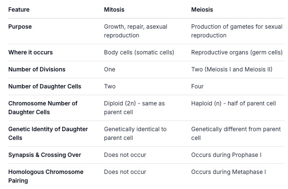 mitosismeiosis.jpg