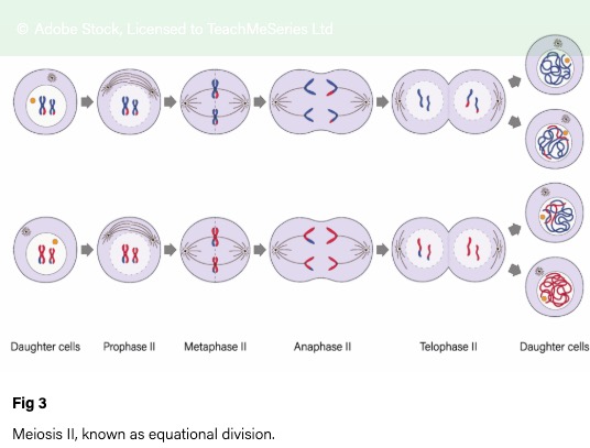 meiosis2.jpg