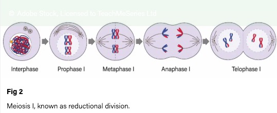 meiosis1.jpg