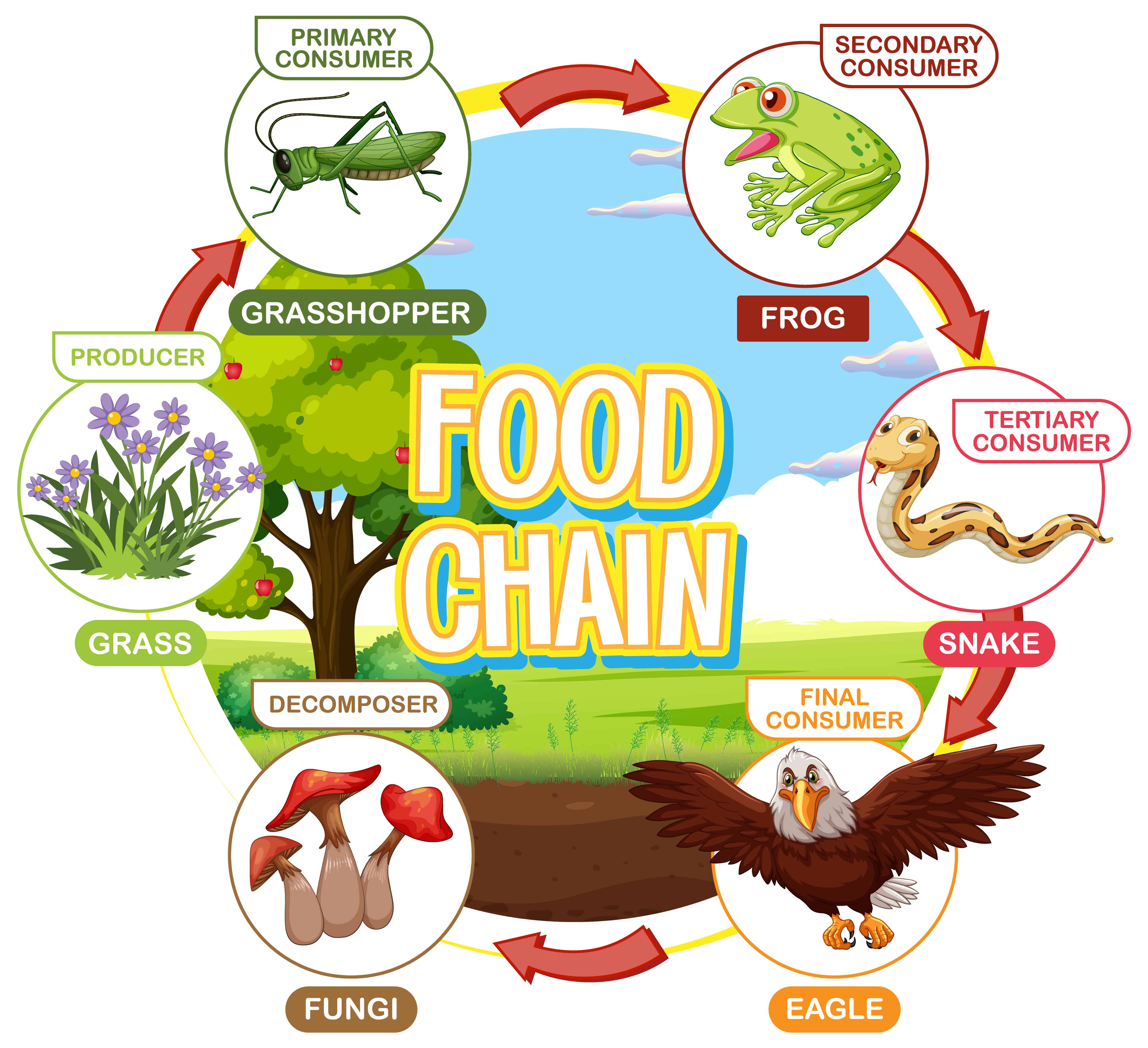 foodchain.jpg