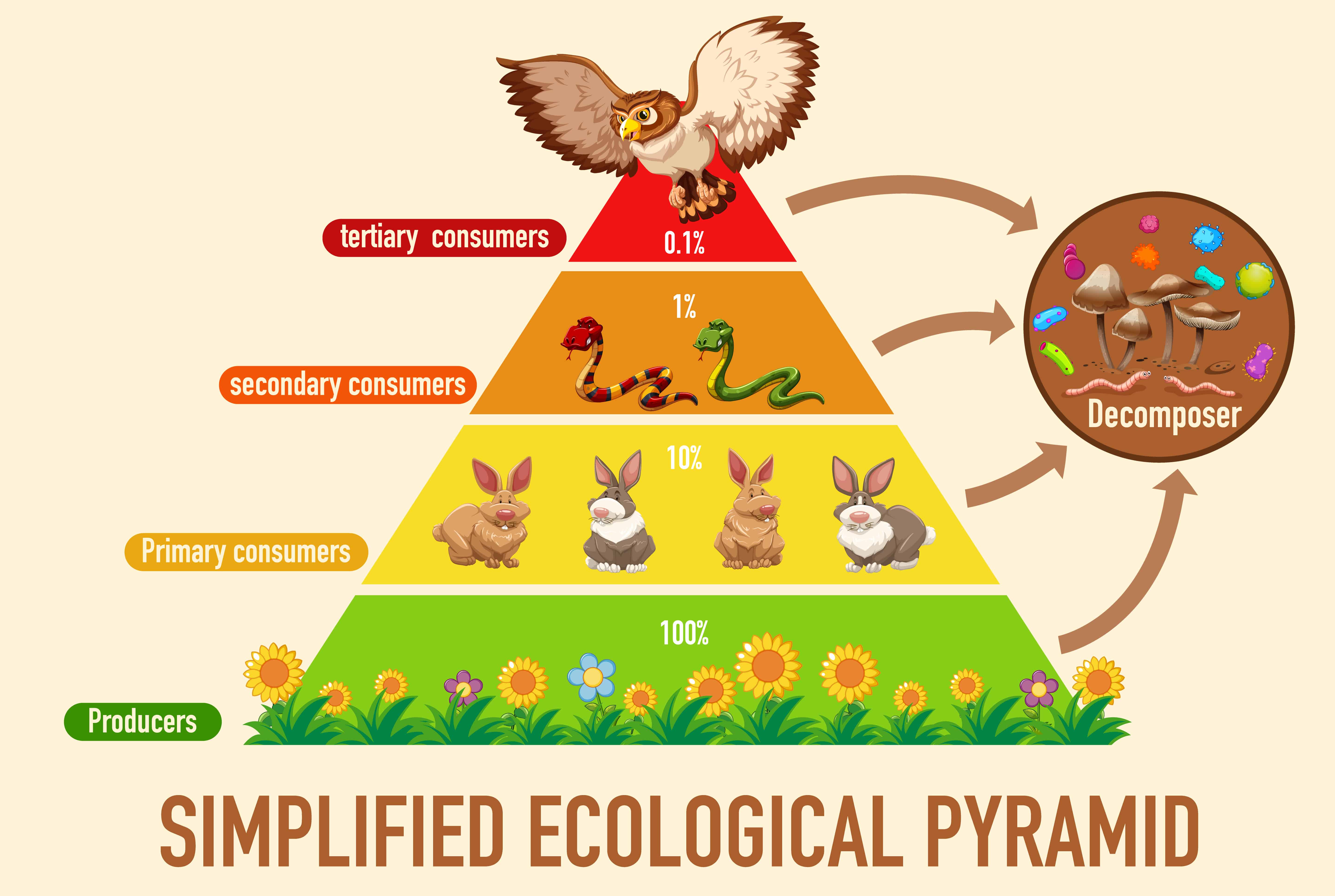 food-pyramid-trophic.jpg